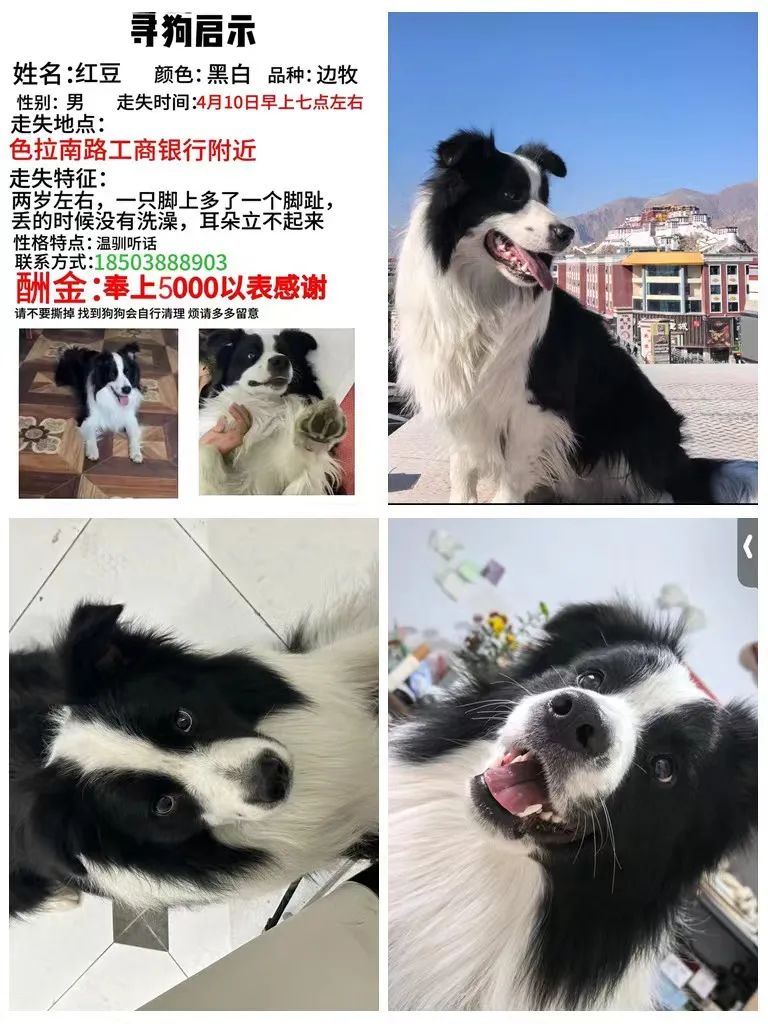 出租出售房屋网站有哪些_出租出售_出租出售房屋广告图片